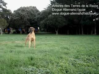 Dogue allemand fauve Antares des Terres de la Rairie