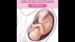 40 Weeks pregnant - fetal development