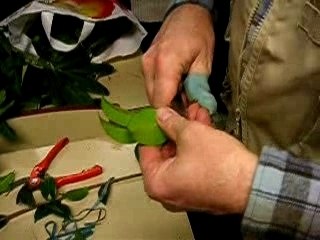 SH BasLeon Greffe du Camellia 200107