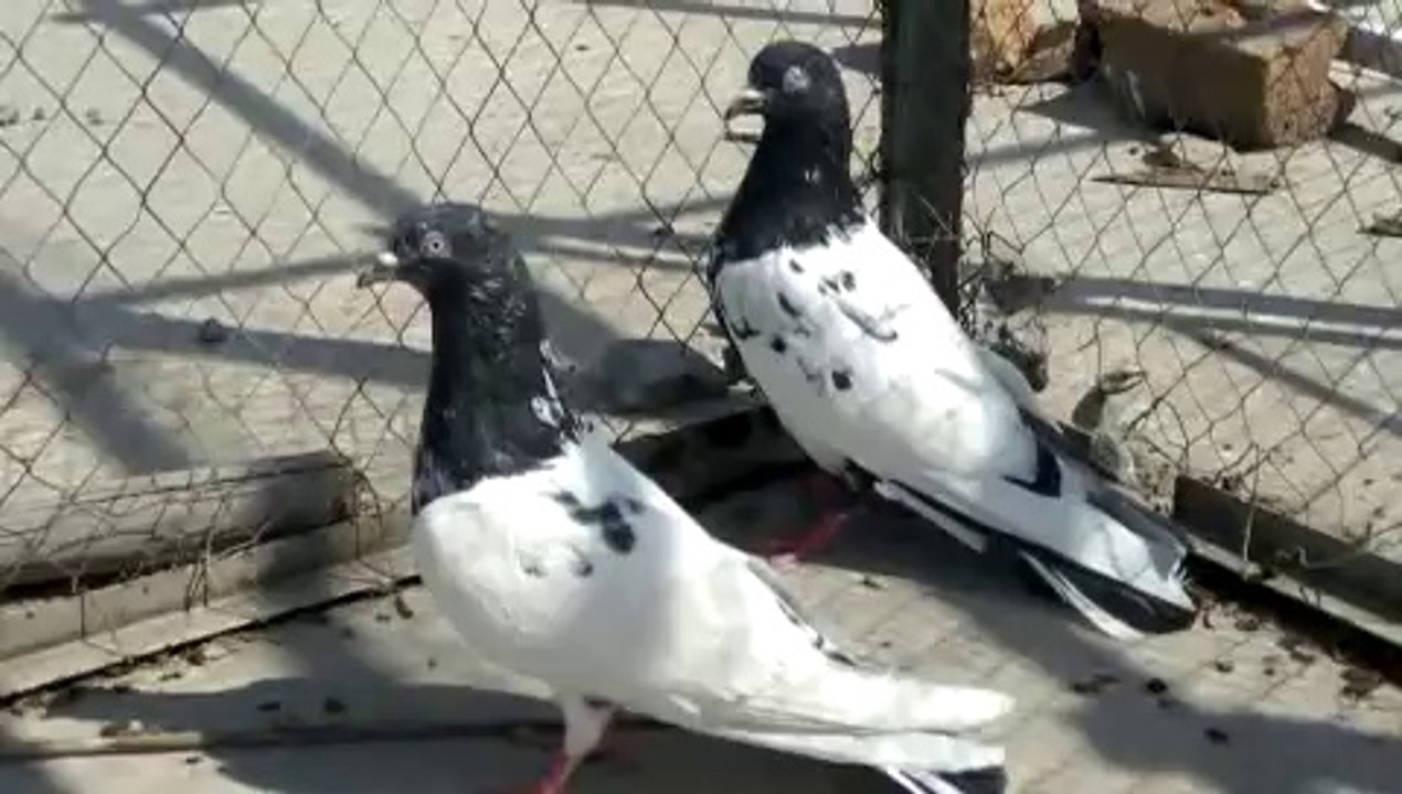 Pakistani Pigeons Very Very Nice Pets 2014
