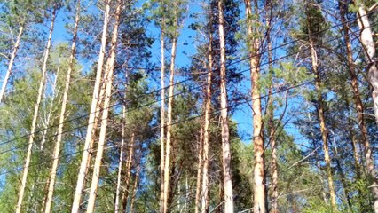 Vista Gold в руках Земснаряда под ЛЭП