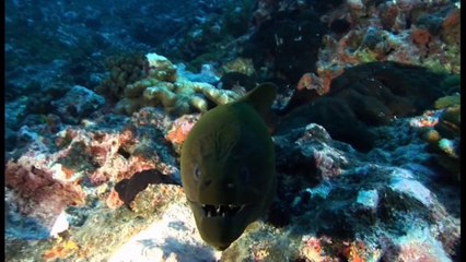 Plongée sous marine à Rangiroa en mars 2014