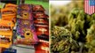 'Spice' AKA 'K2': DEA cracks down on synthetic weed bust in latest arrests