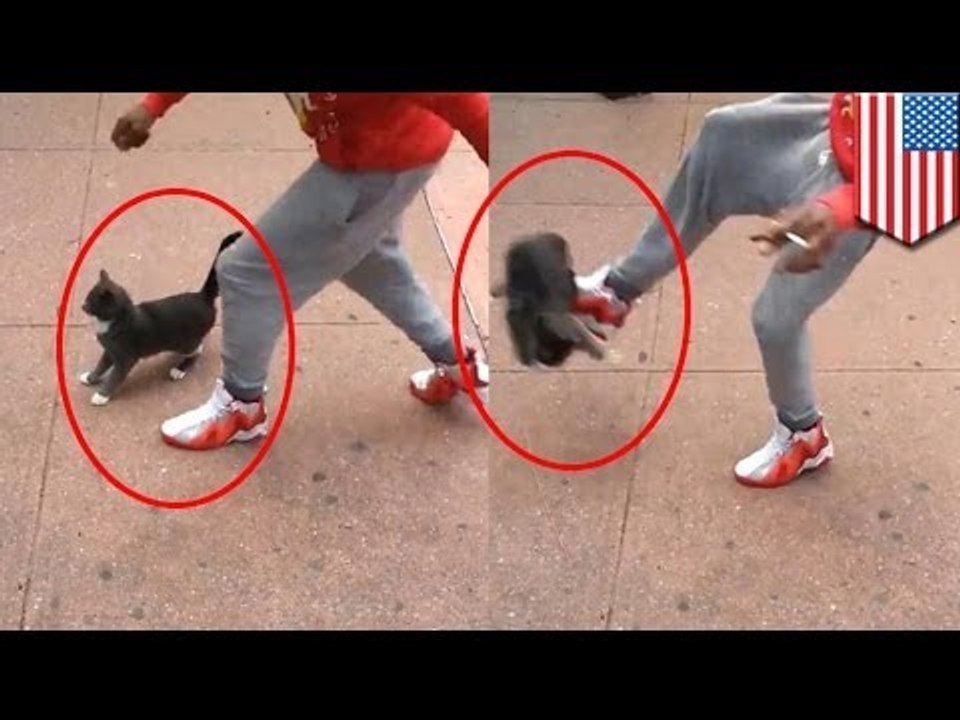 Man kicks cat video: Jerk who punts cute kitty in Brooklyn arrested after video goes viral