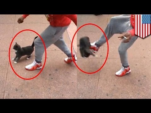 Man kicks cat video: Jerk who punts cute kitty in Brooklyn arrested after video goes viral