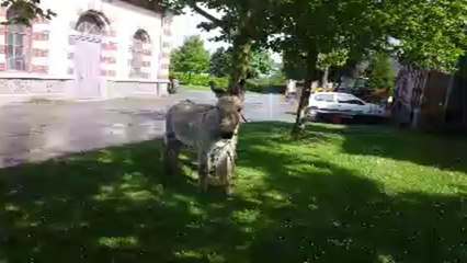 Les ânes du Cotentin réunis à Saint-Lô