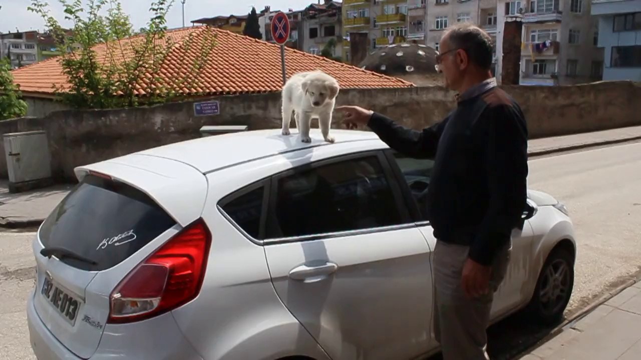 Yavru köpek