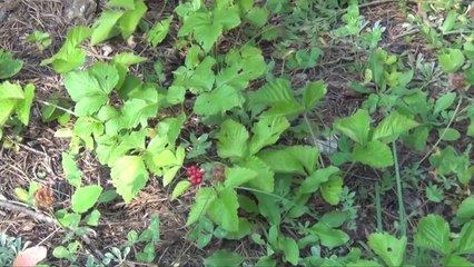 Balade Botanique Val d'Escreins 3 et fin