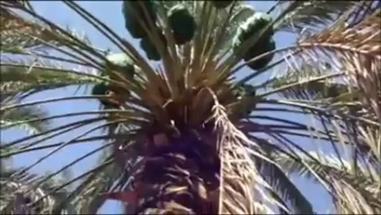 Medine ve Hurma Bahçeleri - Dursun Ali Erzincanlı