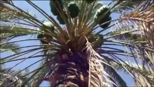 Medine ve Hurma Bahçeleri - Dursun Ali Erzincanlı