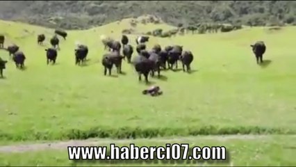 öküz her zaman öküz