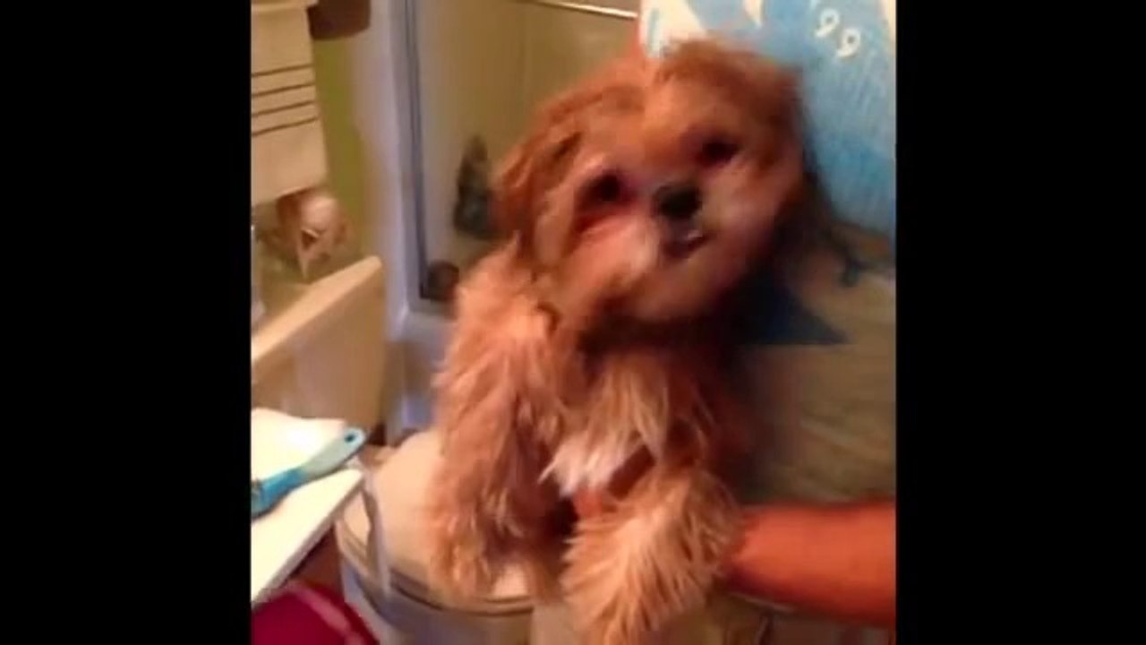 越前インベスター・ネットワークスおススメ！　動物のハプニングおもしろ動画
