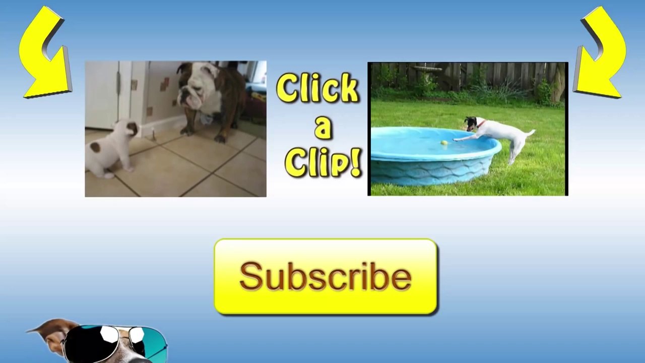 Guilty Dogs Compilation