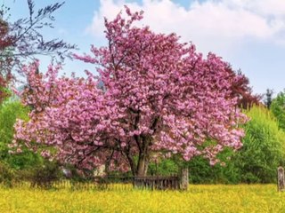 Cherry Tree Carol - Judy Brazil