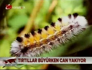 Tırtıl Reaksiyonu - Doç Dr. Emel Güngör