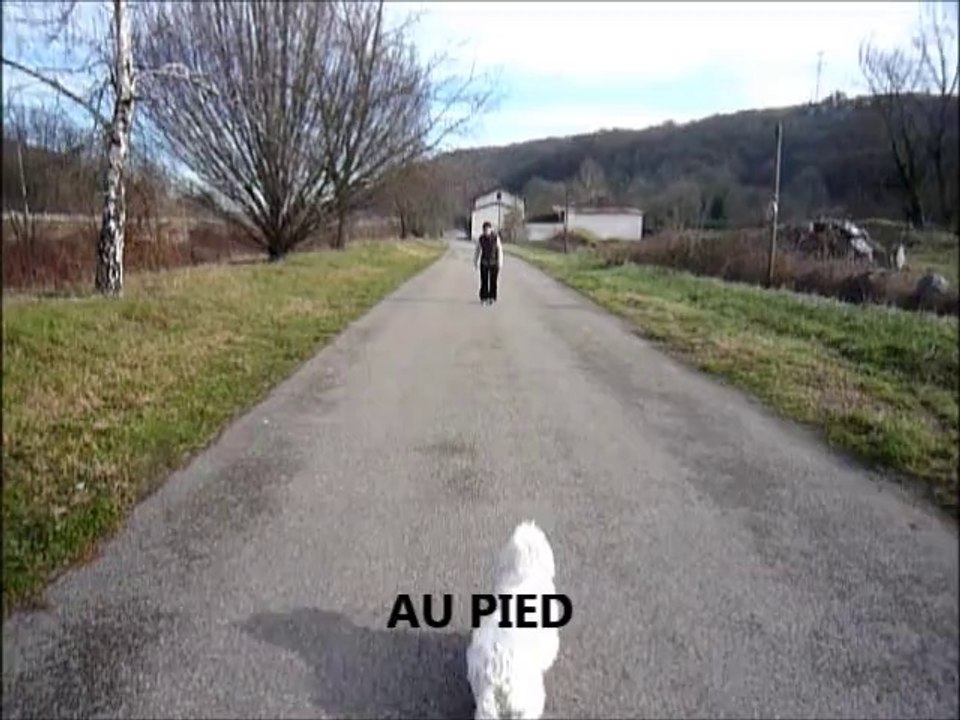 Education Canine, CHIENS COMPLICES