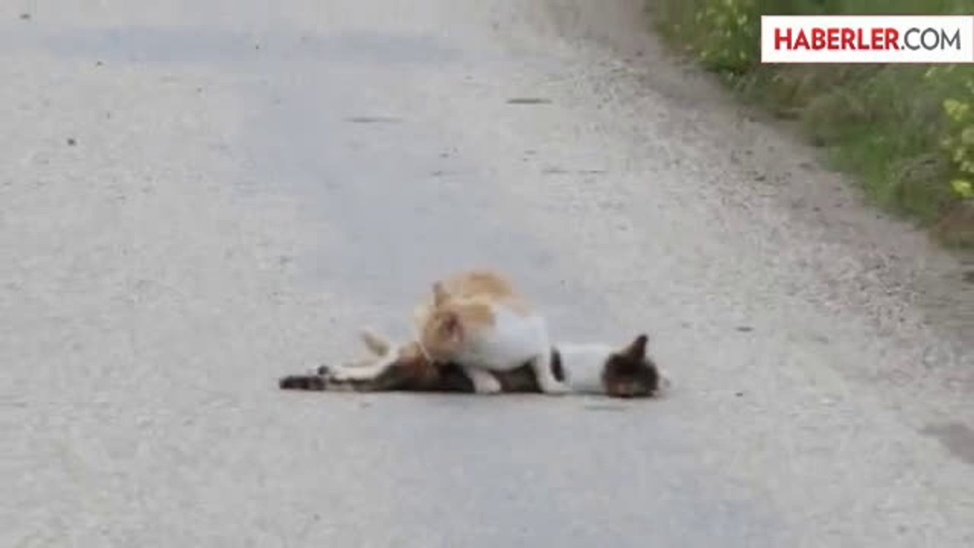 Arabanın Altında Kalan Kediyi Arkadaşı Terk Etmedi - Dailymotion Video