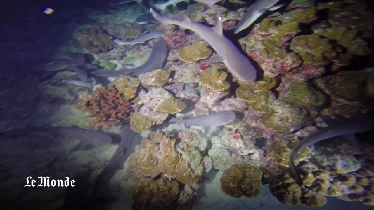 Plongée dans les eaux de l'île Coco, paradis aquatique menacé par les pilleurs