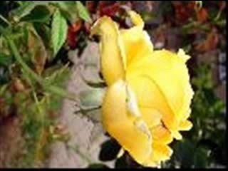 bilemiyorum-sana-ben-kavusurmuyum-sevda