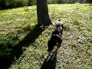 Promenons nous dans les bois