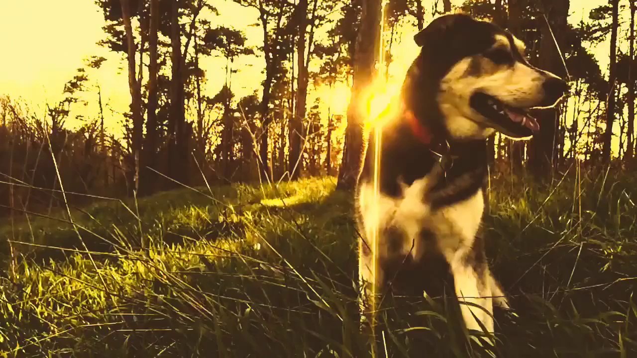 kodi & bubbles in the forest