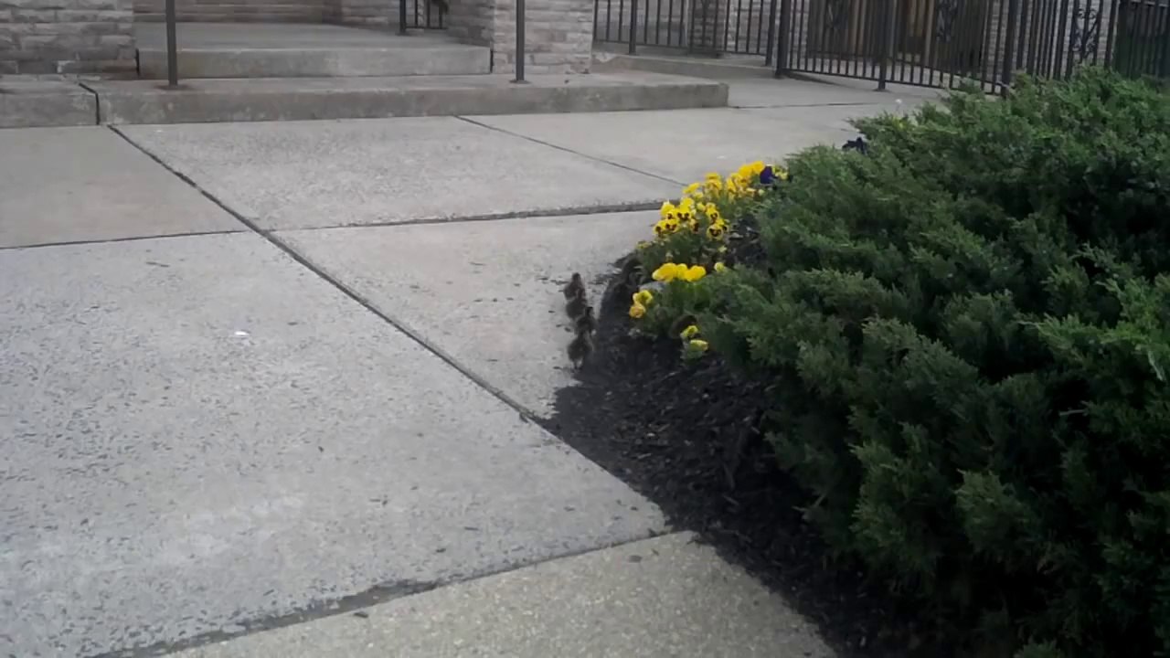 Ducklings vs. Stairs