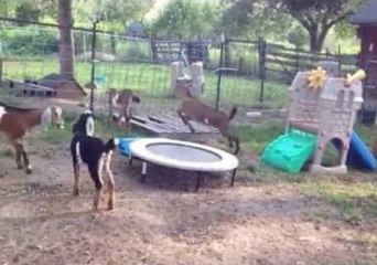Baby Goats Kid Around in Playground