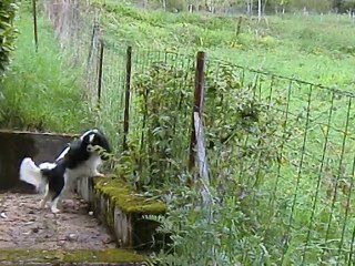 Les vaches au chalet
