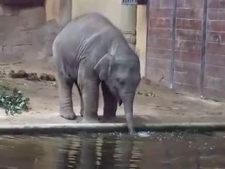 Baby Elephant Blowing Bubbles