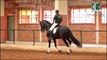 Cavalo Lusitano - Xirineus da Paixão - Coudelaria Lusobrasileira