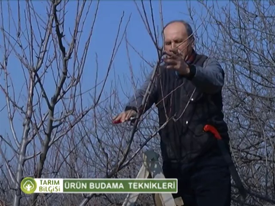agac budama-1