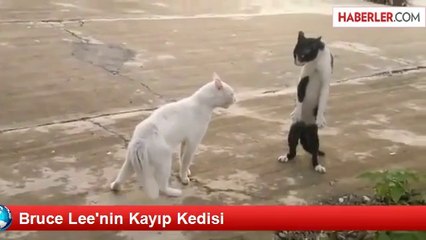 Bruce Lee'nin Kayıp Kedisi