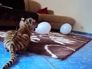 Small tiger cub, afraid of a bladder