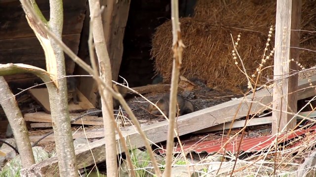 Tiny Fox Pups in the Fox Den
