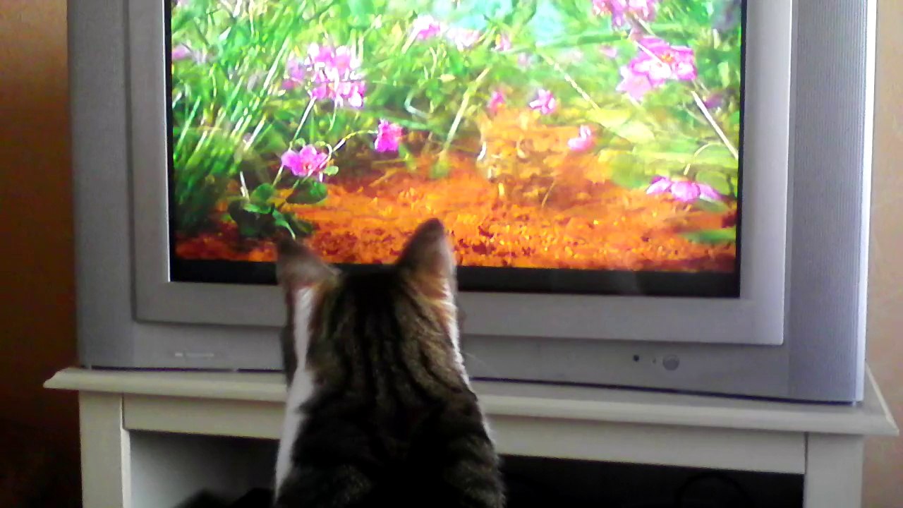 Eragon et le monde miniature 1