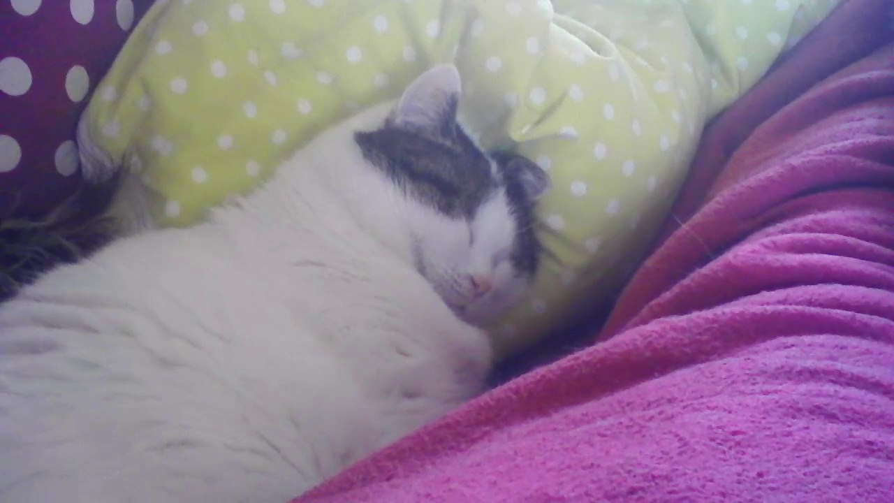 le canapé affiche complet