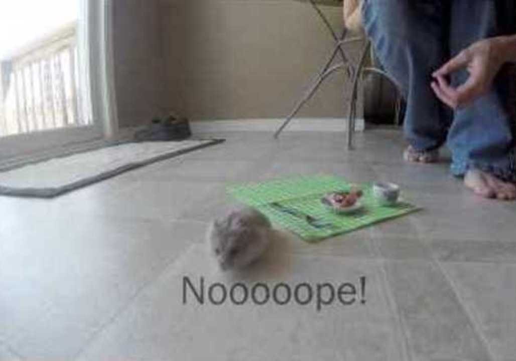 Behind the Scenes of Tiny Hamster Videos