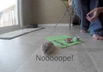 Behind the Scenes of Tiny Hamster Videos