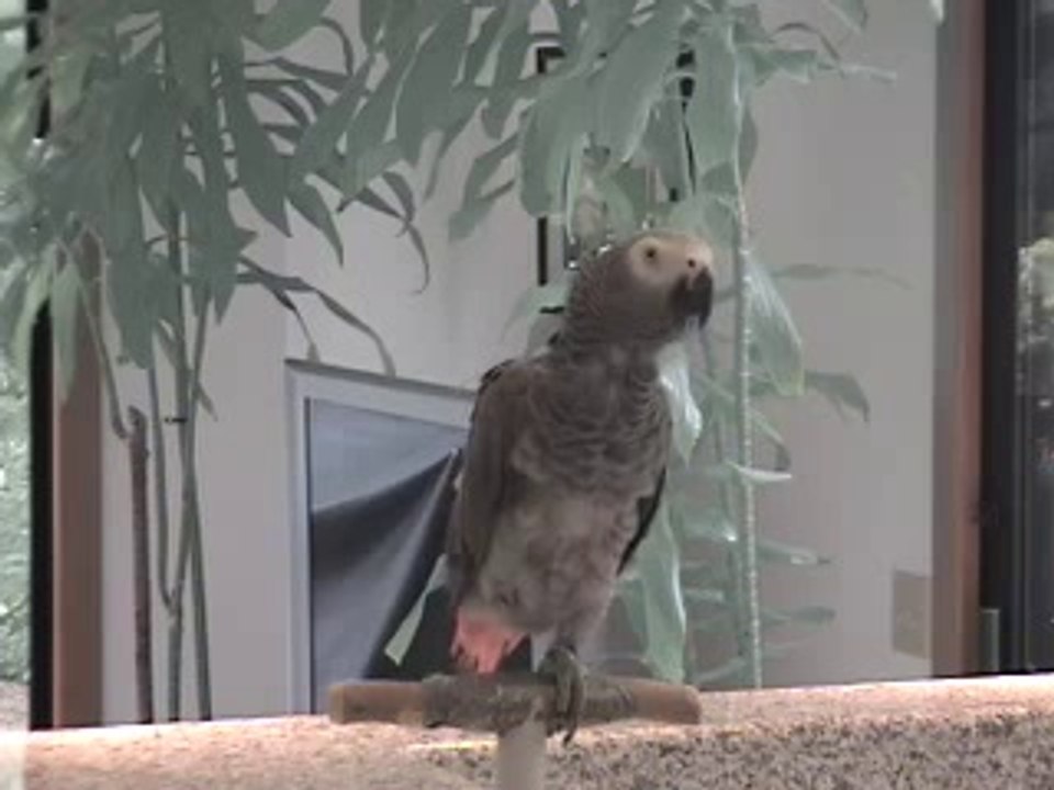 Amazing Parrot