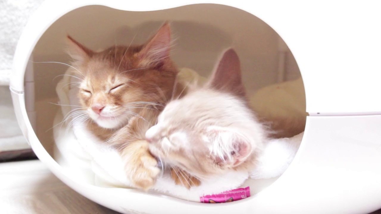 Jasper et Jizel de la Rivaleraie - Chatons Somali
