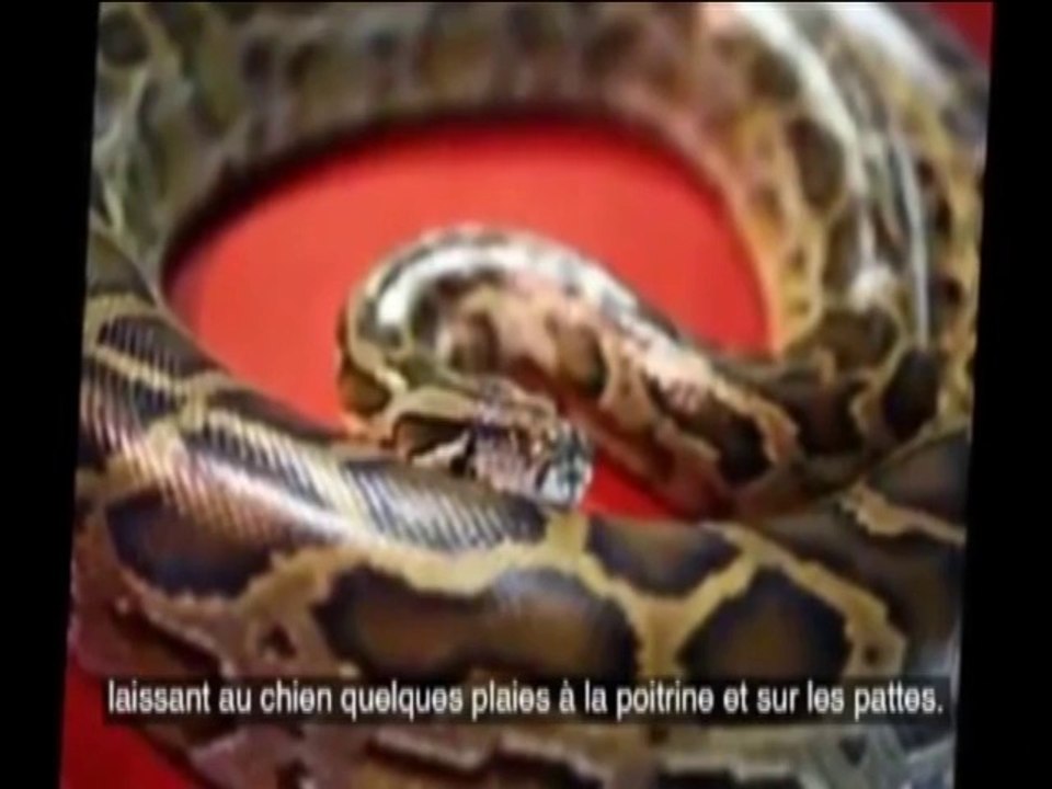 Elle attaque un Python à main nue pour sauver son chien!!