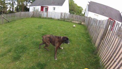 Elliot le boxer, le match de foot-ball impossible...
