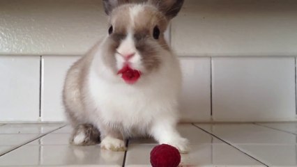 Mira a este conejito usando lápiz labial