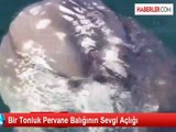 Bir Tonluk Pervane Balığının Sevgi Açlığı