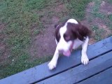 Un chien aveugle joue à attraper la balle... Magique!