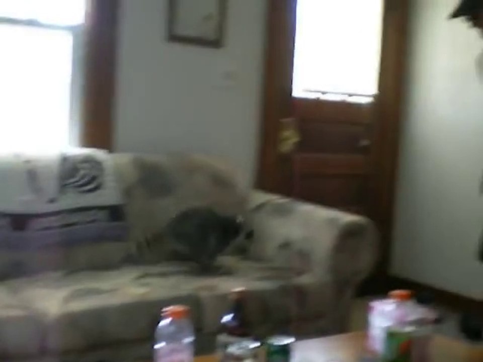 The most adorable pet ever : a cute Raccoon playing with a guy!