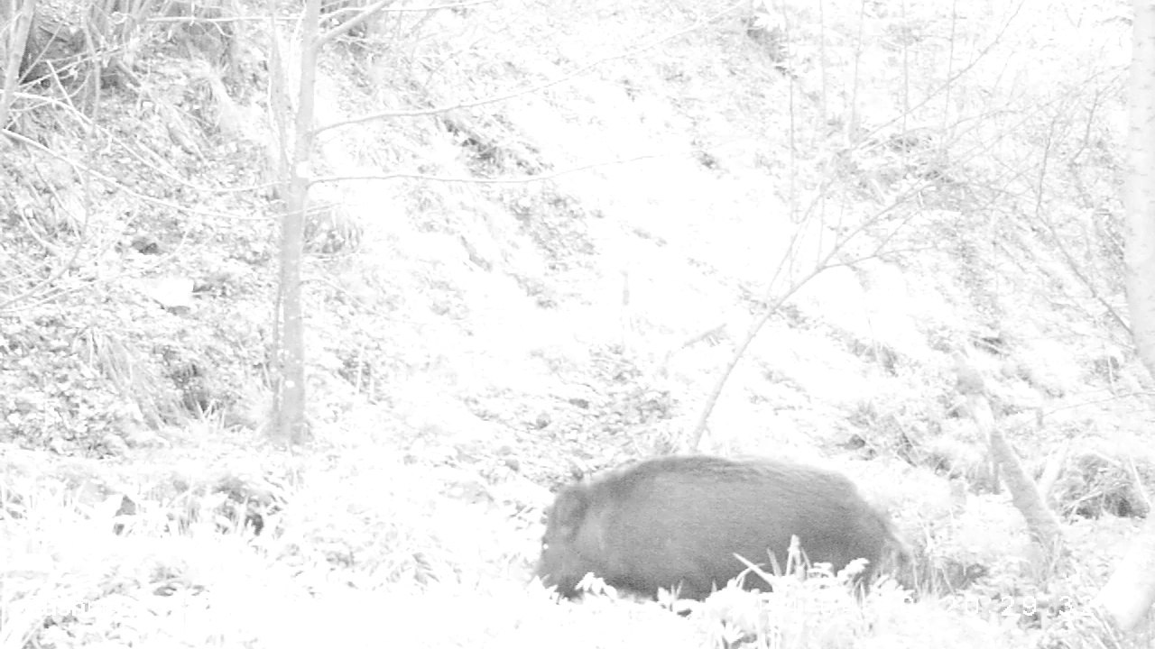 Sanglier