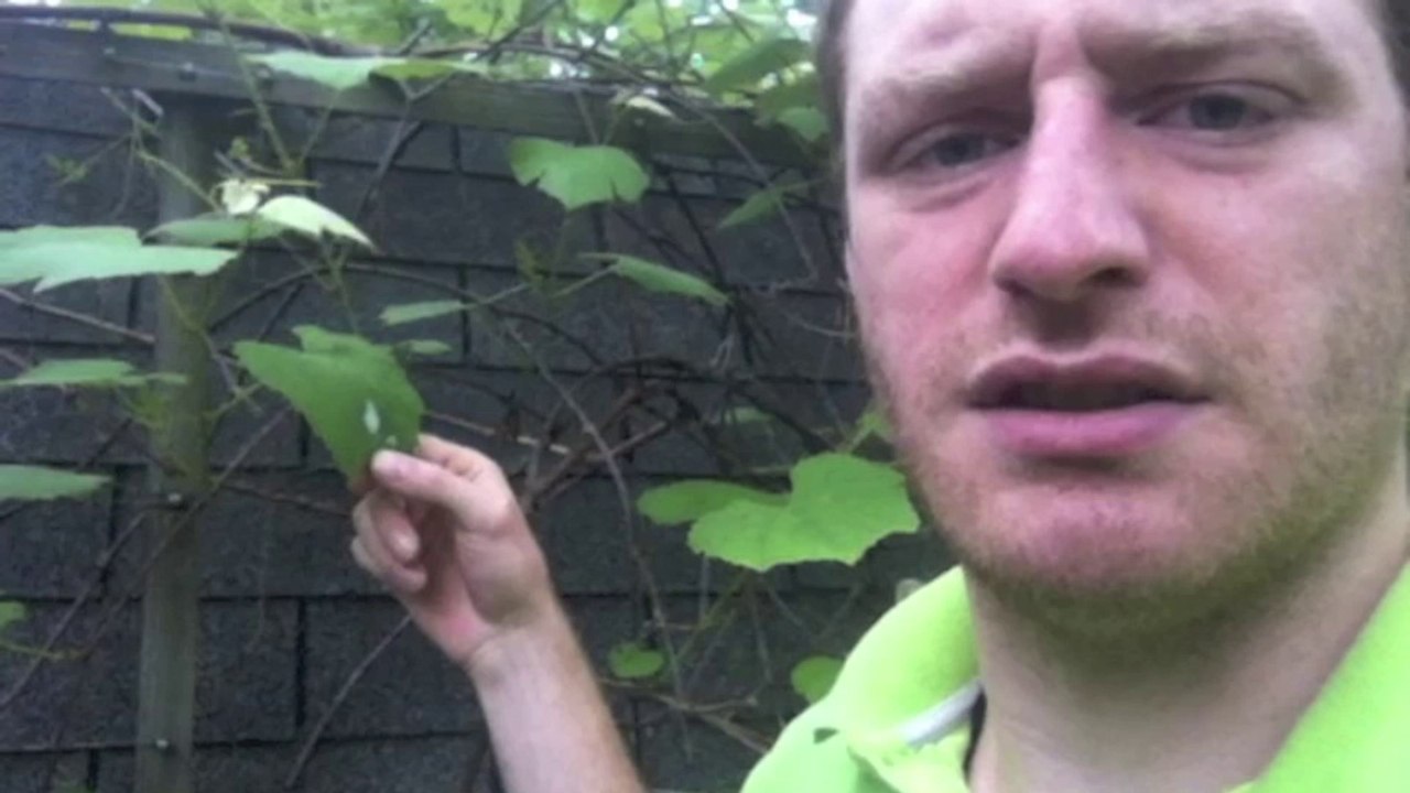 Solve Global Warming by Removing Black Roads and Roofs