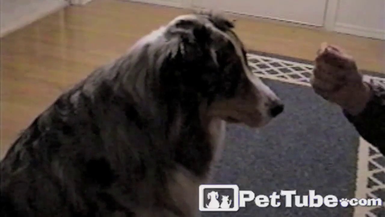 Dog Playing Favorites