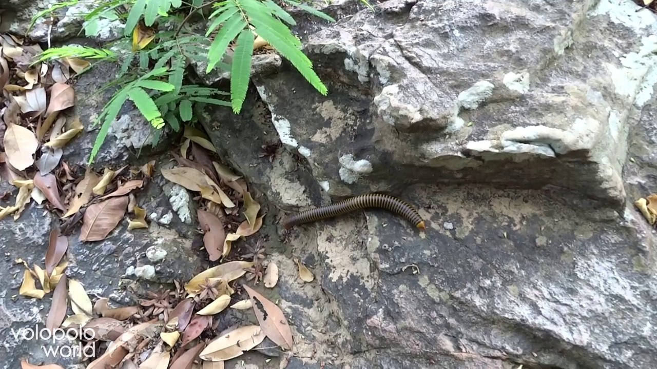 Centipede in Sai Thong National Park